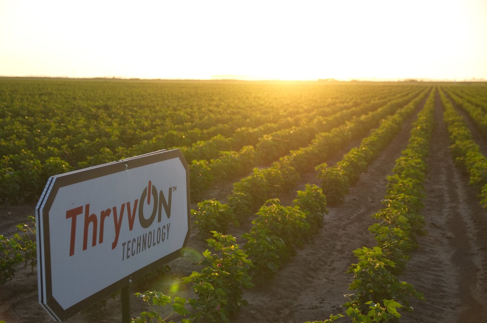 ThryvOn Technology sign in a cotton field at sunrise